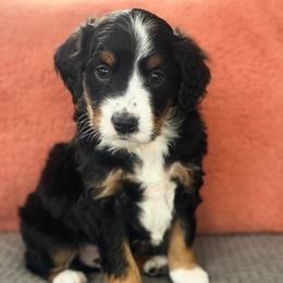 Kringle - Tri-color male Bernedoodle puppy in Henry, Illinois from Rowe Farms Doodles