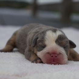 Angelica - Blue tri-color female Bulldog puppy in Warsaw, New York from Hillview Kennels