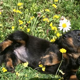 Dachshund Puppies from Hidden Haven Dachshunds
