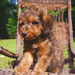 Mr.Winston - male Bernedoodle puppy in Paoli, Indiana from Brambleberry Doodles