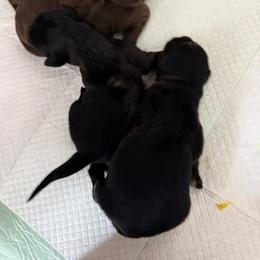 Newfoundland Puppies from Amanda Robinson