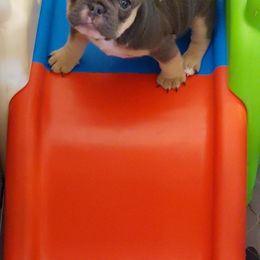 French Bulldog Puppies from Metro Frenchies