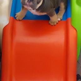 French Bulldog Puppies from Metro Frenchies