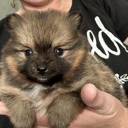 Pebbles - Orange sable female Pomeranian puppy in Zavalla, Texas from Precious Puff Poms