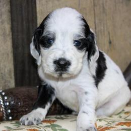 Porter - Black and white male English Springer Spaniel puppy in Winchester, Kentucky from Hidden Springs Farm