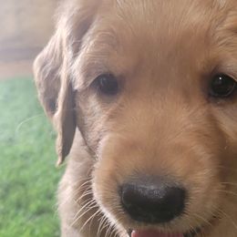 Skylar - Golden Retriever puppy from Copperhead Creek Goldens