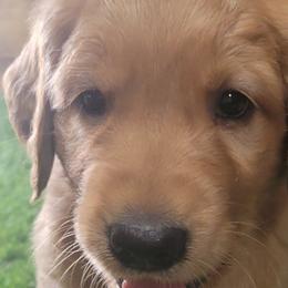 Skylar - Golden Retriever puppy from Copperhead Creek Goldens