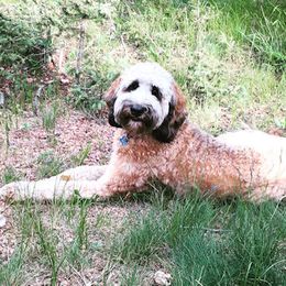 Bernedoodle and Labradoodle All Grown Up from Linder Labradoodles