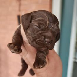 AKC Pig Pen - Sable male Cocker Spaniel puppy in New Market, Tennessee from Down in the Holler