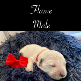 Flame - Golden Retriever puppy from Mayflower Goldens