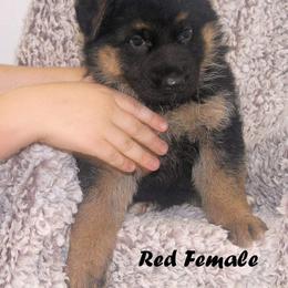 German Shepherd Puppies from Valiant Shepherds