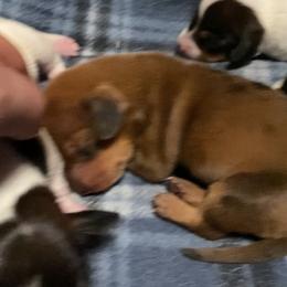 Girl 2 - Dapple female Dachshund puppy in Sedgewickville, Missouri from Heritage Boerboels