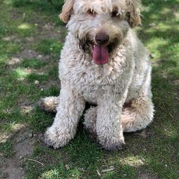 Australian Labradoodle Puppies from Forest Hill Labradoodles