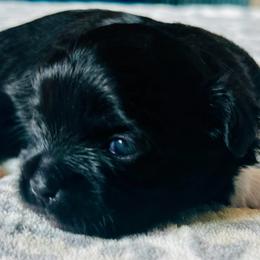 Pup 1 - Black and white male Shichon puppy in Grand Rapids, Michigan from Great Lakes Teddy Bear Dogs