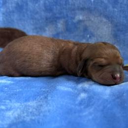 Hallie - Red female Dachshund puppy in Dothan, Alabama from Little House Pups
