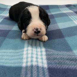 Chaplin - Black and white male Bernedoodle puppy in Claremont, North Carolina from Magnolia Grove Farms