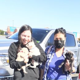 Pug Puppies from Hatfield Pugs