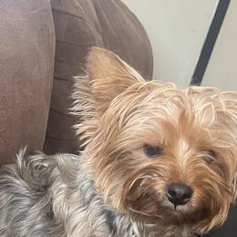 Yorkshire Terriers from Emilia Morales