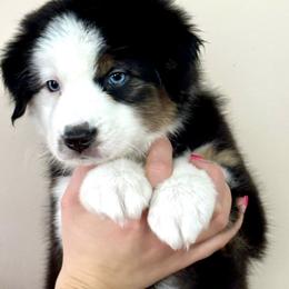 Twain - Black tri-color male Australian Shepherd puppy in Gowen, Michigan from XA AUSTRALIAN SHEPHERDS