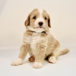 Lexington (Lexi) - Cream female Goldendoodle puppy in Dayton, Ohio from Perks Court Doodles