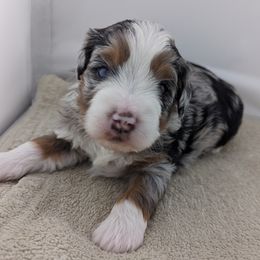 Bernedoodle Puppies from Mountain Top Bernedoodles