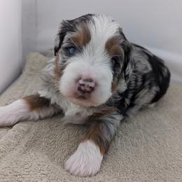 Bernedoodle Puppies from Mountain Top Bernedoodles