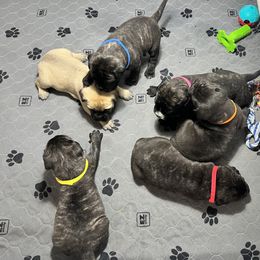 Bullmastiff Puppies from Fernandes’ Guardians Bullmastiff
