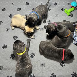 Bullmastiff Puppies from Fernandes’ Guardians Bullmastiff