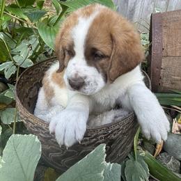 Bluster - Brown and white male Saint Berdoodle puppy in Traverse City, Michigan from Bare Paws Saint Berdoodles