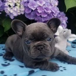 French Bulldogs from Blue Cedar Kennels