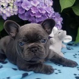 French Bulldogs from Blue Cedar Kennels