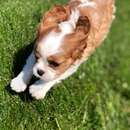 Summit View Cavaliers breeder of Cavalier King Charles Spaniel
