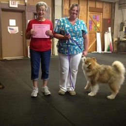 Alaskan Malamute Puppies from Kaylatee Alaskan Malamutes