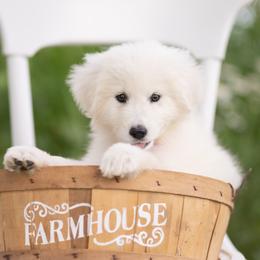 Bianca - White female Maremma Sheepdog puppy in Conway, Missouri from 2J 2K Border Collies | Maremma Sheepdogs