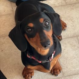 Trigger - Dachshund