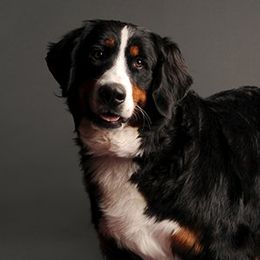 Rosie - Bernese Mountain Dog