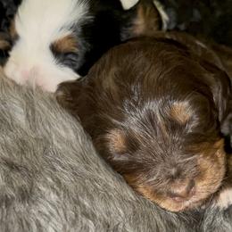 Bernedoodle Puppies from Bernied00dle Love