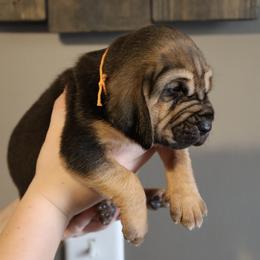 Orange Collar Boy - Black and tan male Bloodhound puppy in Franklin, Indiana from K Creek Farms