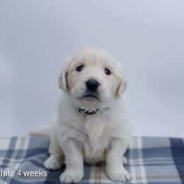 Snow White - Light golden female Golden Retriever puppy in Lakewood, California from Cloud Nine Kennel