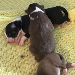 Australian Shepherd Puppies from Hughes Heritage Aussies