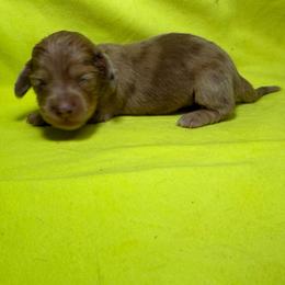 MWF2 - Dapple female Dachshund puppy in Carthage, Texas from Rafter C Ranch Doxies