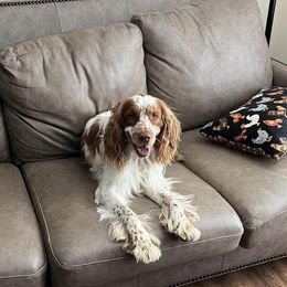 English Springer Spaniels from River Run Spaniels