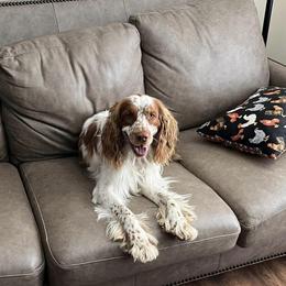 English Springer Spaniels from River Run Spaniels