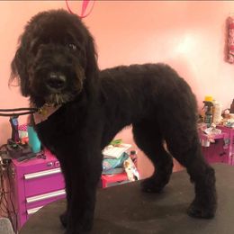 Piper - Goldendoodle