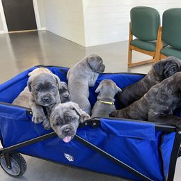 Cane Corso Puppies from Mathis Lake Cane Corso