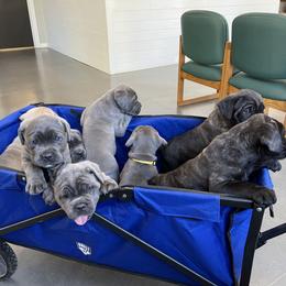 Cane Corso Puppies from Mathis Lake Cane Corso