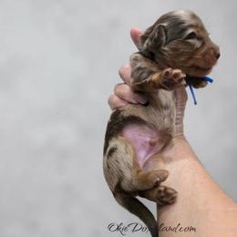 Niles - Chocolate and tan male Dachshund puppy in Oklahoma City, Oklahoma from OkieDoxieland Dachshunds