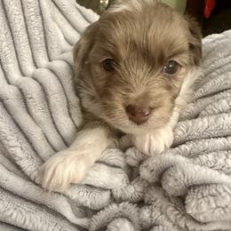 Elsa - Red merle female Aussiedoodle puppy in Castalia, Iowa from K&K Kennels