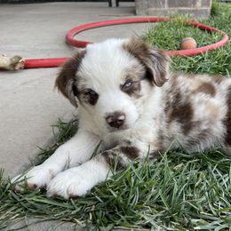 Australian Shepherd, Miniature American Shepherd, Miniature Australian Shepherd, and Toy Australian Shepherd Puppies from Painted Blue Aussies