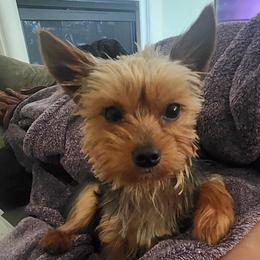 Baxter - Yorkshire Terrier
